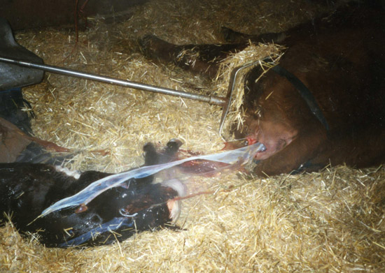 newborn-calf-problems